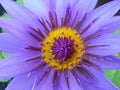 Lotus flower blooming purple in the garden.