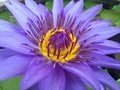 Lotus flower blooming purple in the garden.