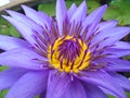 Lotus flower blooming purple in the garden.