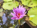 Lotus flower blooming purple in the garden.