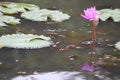 Lotus flower blooming in the reflection of water Royalty Free Stock Photo