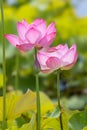 Lotus flower blooming in the summer pond Royalty Free Stock Photo