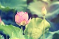 Lotus flower blooming in summer pond with green leaves