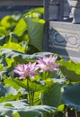 lotus flower blooming in summer pond Royalty Free Stock Photo