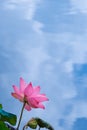 Lotus flower blooming in summer with a pond reflecting the sky in the background Royalty Free Stock Photo