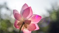 Lotus flower blooms towards the early sun, photograph from underneath the flower. Natural early light passes through soft Lotus Royalty Free Stock Photo