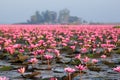 Lotus flower blossom of field