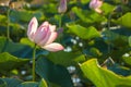 Lotus flower blossom on the lake near Almaty, Kazakhstan. Beautiful pink water lily