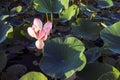 Lotus flower blossom on the lake near Almaty, Kazakhstan. Beautiful pink water lily