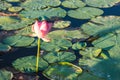 Lotus flower blossom on the lake near Almaty, Kazakhstan. Beautiful pink water lily