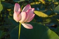 Lotus flower blossom on the lake near Almaty, Kazakhstan. Beautiful pink water lily