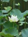 Lotus flower blossom Royalty Free Stock Photo