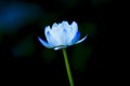 Lotus flower with blue petals Royalty Free Stock Photo