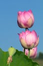 Lotus flower in blue sky background Royalty Free Stock Photo