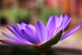 Purple lotus flower on blur background Royalty Free Stock Photo