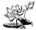 Lotus Flower Botanical Vintage Engraving Illustration Clip Art I