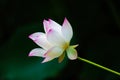 Lotus flower on branch Royalty Free Stock Photo