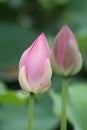 Lotus flower bud Royalty Free Stock Photo