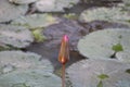 Lotus flower with bud blooming on still water with it`s green leaf, looking beautiful on a bright day. Royalty Free Stock Photo