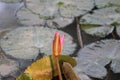 Lotus flower with bud blooming on still water with it`s green leaf, looking beautiful on a bright day. Royalty Free Stock Photo