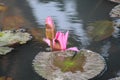 Lotus flower with bud blooming on still water with it`s green leaf, looking beautiful on a bright day. Royalty Free Stock Photo