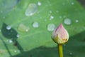Lotus flower bud with blur green lotus in background Royalty Free Stock Photo