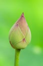 Lotus flower bud Royalty Free Stock Photo