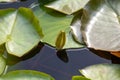 Lotus flower bud with green leaves close-up Royalty Free Stock Photo