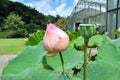 Lotus flower bud with greenhouse background Royalty Free Stock Photo