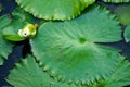 Lotus flower bud and lily pad Royalty Free Stock Photo