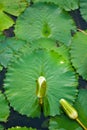 Lotus flower bud and lily pad Royalty Free Stock Photo