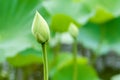 Lotus flower bud Royalty Free Stock Photo