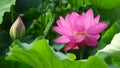 Lotus flower with bud