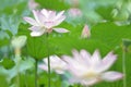 Lotus flower and bud stand out together Royalty Free Stock Photo