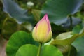 Lotus flower - symbol of divine beauty and purity.