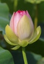 Lotus Flower Bud Royalty Free Stock Photo