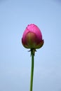 Lotus flower bud under blue sky Royalty Free Stock Photo