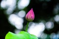 Lotus flower bud under light shadow Royalty Free Stock Photo