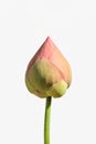 Lotus flower bud Royalty Free Stock Photo