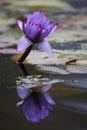 Lotus flower in Central Park, New York City Royalty Free Stock Photo