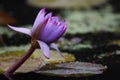 Lotus flower in Central Park, New York City Royalty Free Stock Photo