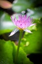 lotus flower in chiangmai thailand lighting for early morning Royalty Free Stock Photo