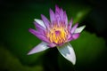 lotus flower in chiangmai thailand lighting for early morning Royalty Free Stock Photo