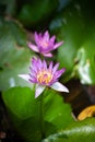 lotus flower in chiangmai thailand lighting for early morning Royalty Free Stock Photo