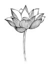 Lotus flower in chinese traditional painting style