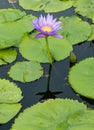 Lotus flower in the city pond