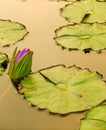 Lotus flower in the city pond