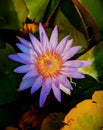 Lotus_Flower