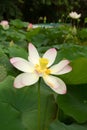 Lotus Flower Royalty Free Stock Photo
