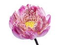 Lotus flower, Close up of Pink lotus flower blooming isolated on white background, with clipping path Royalty Free Stock Photo